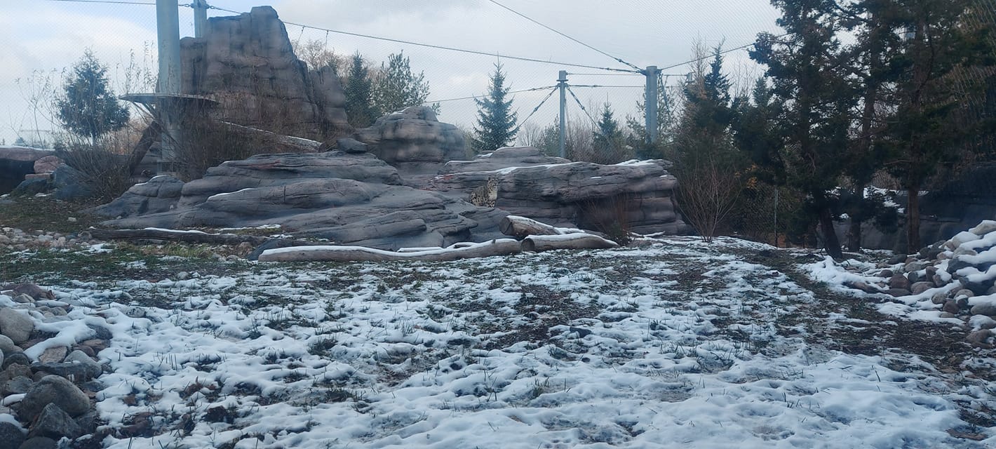 A snow leopard stands on rocks in its enclosure, surveying its domain